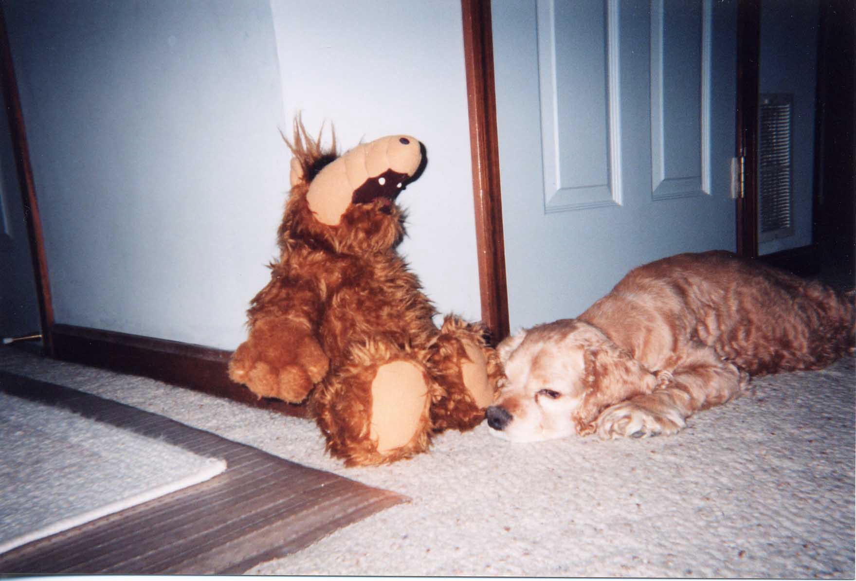 Alf7.jpg
